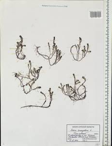 Sedum sexangulare L., Eastern Europe, Central forest-and-steppe region (E6) (Russia)