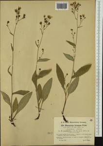 Hieracium umbrosum subsp. crepidifolium (Arv.-Touv.) Gottschl., Western Europe (EUR) (France)