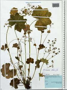 Alchemilla altaica Juz., Eastern Europe, Eastern region (E10) (Russia)