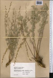 Artemisia persica Boiss., Middle Asia, Pamir & Pamiro-Alai (M2) (Tajikistan)