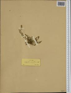 Polygala venulosa Sm., Western Europe (EUR) (Greece)