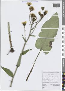 Crepis sibirica L., Siberia, Western Siberia (S1) (Russia)