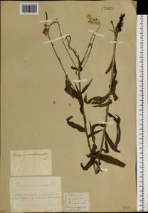 Hesperis sibirica L., Siberia, Altai & Sayany Mountains (S2) (Russia)