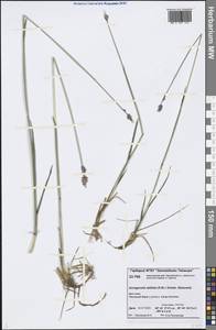 Arctagrostis latifolia (R.Br.) Griseb., Siberia, Central Siberia (S3) (Russia)