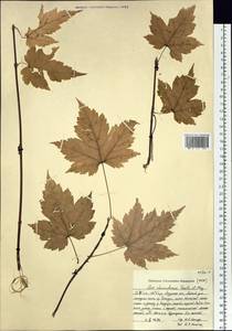 Acer ukurunduense Trautv. & C. A. Mey., Siberia, Russian Far East (S6) (Russia)