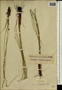 Ficinia sylvatica Kunth, Africa (AFR) (South Africa)