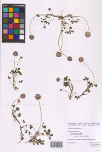 Trifolium fragiferum L., Eastern Europe, Central region (E4) (Russia)