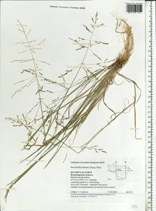 Puccinellia distans (Jacq.) Parl., Eastern Europe, Central region (E4) (Russia)