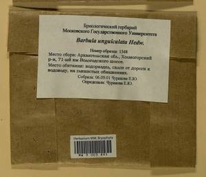 Barbula unguiculata Hedw., Bryophytes, Bryophytes - European North East (B7) (Russia)