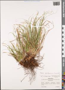 Carex pediformis C.A.Mey., Eastern Europe, Middle Volga region (E8) (Russia)