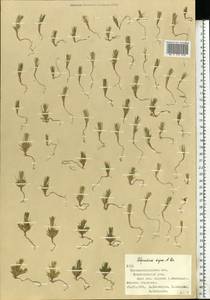 Polycnemum majus A.Braun, Eastern Europe, North Ukrainian region (E11) (Ukraine)