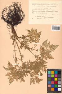 Adonis ramosa Franch., Siberia, Russian Far East (S6) (Russia)