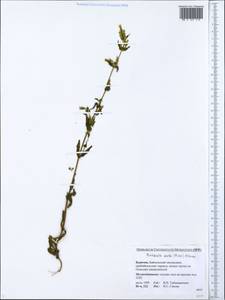 Gentianella amarella subsp. acuta (Michx.) J. M. Gillett, Siberia, Baikal & Transbaikal region (S4) (Russia)