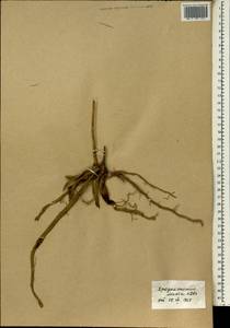 Asparagus africanus Lam., Africa (AFR) (Mali)
