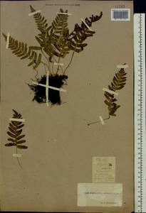Polypodium vulgare L., Eastern Europe, South Ukrainian region (E12) (Ukraine)