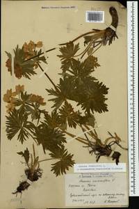 Anemonastrum narcissiflorum subsp. fasciculatum (L.) Raus, Caucasus, Armenia (K5) (Armenia)