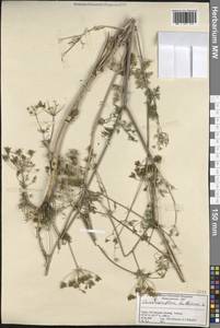 Chaerophyllum bulbosum L., South Asia, South Asia (Asia outside ex-Soviet states and Mongolia) (ASIA) (Turkey)