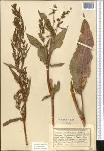 Rumex paulsenianus Rech. fil., Middle Asia, Northern & Central Tian Shan (M4) (Kyrgyzstan)