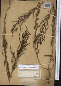 Suaeda salsa (L.) Pall., Middle Asia, Muyunkumy, Balkhash & Betpak-Dala (M9) (Kazakhstan)