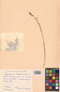 Aconitum ranunculoides subsp. ranunculoides, Siberia, Russian Far East (S6) (Russia)