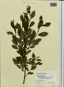 Salix myrsinifolia, Eastern Europe, Western region (E3) (Russia)