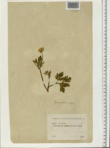 Ranunculus repens L., Eastern Europe, Moscow region (E4a) (Russia)