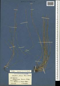 Festuca myuros L., Caucasus, Azerbaijan (K6) (Azerbaijan)