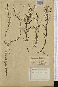 Veronica scutellata L., Western Europe (EUR) (Germany)