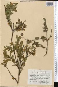 Lonicera tianshanica Pojark., Middle Asia, Western Tian Shan & Karatau (M3) (Uzbekistan)