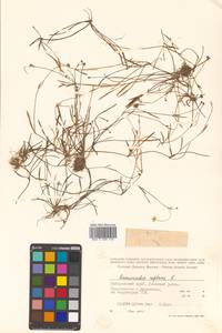 Ranunculus reptans L., Siberia, Russian Far East (S6) (Russia)