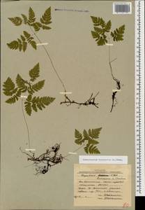 Gymnocarpium dryopteris (L.) Newm., Caucasus, South Ossetia (K4b) (South Ossetia)