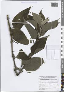 Helianthus tuberosus L., Eastern Europe, Middle Volga region (E8) (Russia)