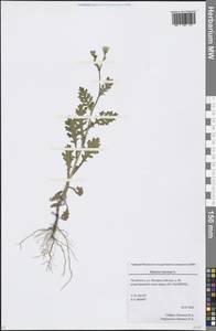 Senecio viscosus L., Eastern Europe, Eastern region (E10) (Russia)