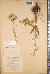 Echinops tataricus Knjaz., Eastern Europe, Eastern region (E10) (Russia)