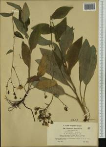 Hieracium jurassicum subsp. subperfoliatum (Arv.-Touv.) Greuter, Western Europe (EUR) (Switzerland)