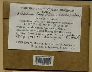 Amphidium lapponicum (Hedw.) Schimp., Bryophytes, Bryophytes - North Caucasus & Ciscaucasia (B12) (Russia)