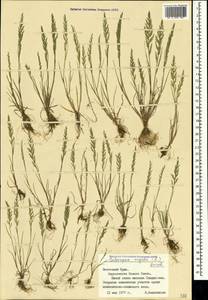 Catapodium rigidum (L.) C.E.Hubb., Crimea (KRYM) (Russia)