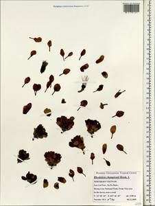 Rhodoleia championii Hook., South Asia, South Asia (Asia outside ex-Soviet states and Mongolia) (ASIA) (Vietnam)