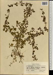 Phyla nodiflora (L.) Greene, South Asia, South Asia (Asia outside ex-Soviet states and Mongolia) (ASIA) (Afghanistan)