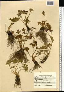 Ranunculus glacialis L., Eastern Europe, Northern region (E1) (Russia)