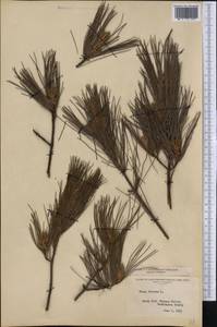 Pinus strobus L., America (AMER) (United States)