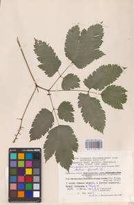 Actaea spicata L., Eastern Europe (no precise locality) (E0)