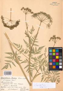 Conioselinum tataricum Hoffm., Eastern Europe, Moscow region (E4a) (Russia)