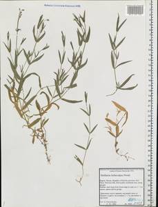 Stellaria hebecalyx Fenzl, Eastern Europe, Northern region (E1) (Russia)