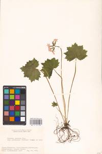 Primula jesoana Miq., South Asia, South Asia (Asia outside ex-Soviet states and Mongolia) (ASIA) (Japan)