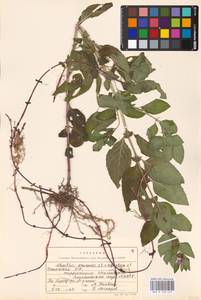 MHA 0 158 475, Mentha × verticillata L., Eastern Europe, Estonia (E2c) (Estonia)