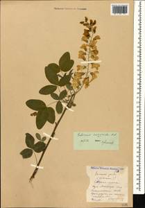 Laburnum anagyroides Medik., Caucasus, Stavropol Krai, Karachay-Cherkessia & Kabardino-Balkaria (K1b) (Russia)