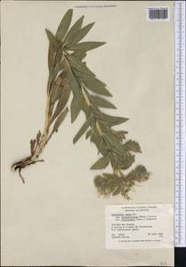 Lithospermum occidentale (Mack.) Weakley, America (AMER) (Canada)