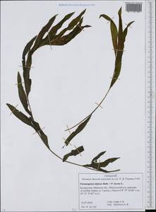 Potamogeton nervigerus Wolfg., Eastern Europe, Belarus (E3a) (Belarus)