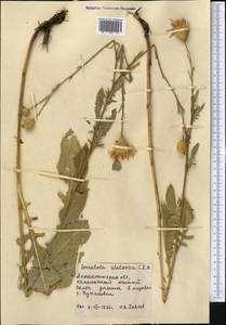 Klasea sogdiana (Bunge) L. Martins, Middle Asia, Northern & Central Tian Shan (M4) (Kazakhstan)